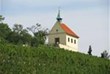 St. Claire's Chapel and Vineyard is on the southern slope of Botanical Garden. Exhibition of viticulture is a part of the Vineyard. You can buy the local wines, but even see wine production.