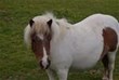 Einige Shetland-Ponys 2016 und es gibt 3 Esel