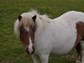 Einige Shetland-Ponys 2016 und es gibt 3 Esel