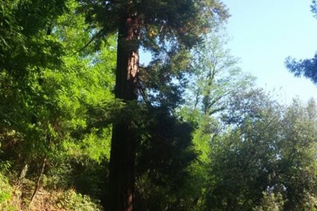 sequoia redwood