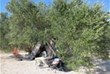 Zelten unter Olivenbäumen