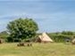 Our glamping tents - Poppy, Daisy & Bluebell