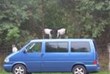 Optische Täuschung: Die Ziegen stehen auf dem Auto